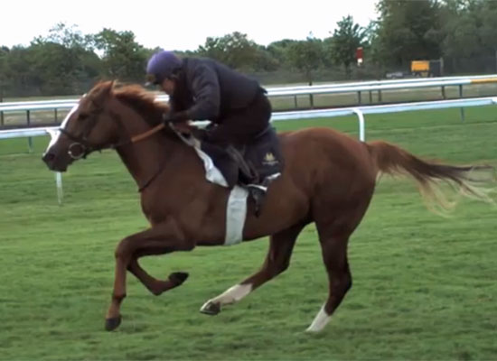 Featured Video: Slow Mo Racehorse