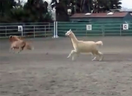 Featured Video: Prancing Alpaca