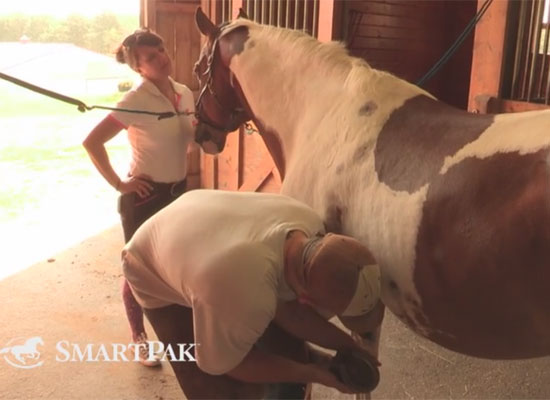 Featured Video: Stuff Riders Say to Farriers