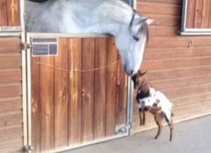 Video of the Week: Bridleless Western Dressage