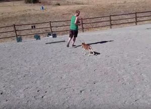 Video of the Week: Mister Buddy’s Wipeout