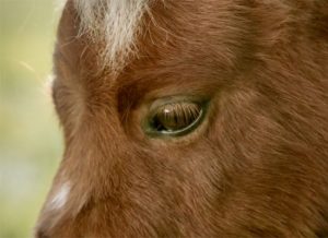 Featured Video: Mini Horse Needs a Friend