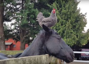 Featured Video: The Return of Chicken Hat