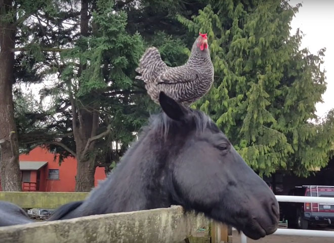 Featured Video: The Return of Chicken Hat