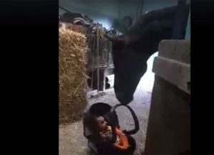 Featured Video: Babysitter Horse