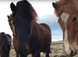 Featured Video: Surrounded by Ponies