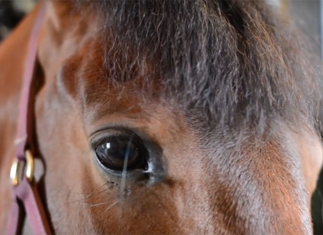 Featured Video: Help Hunny Get to Europe