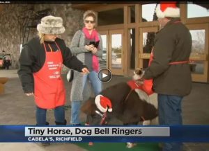 Featured Video: The Return of Tinker, the Bell-Ringing Mini Horse