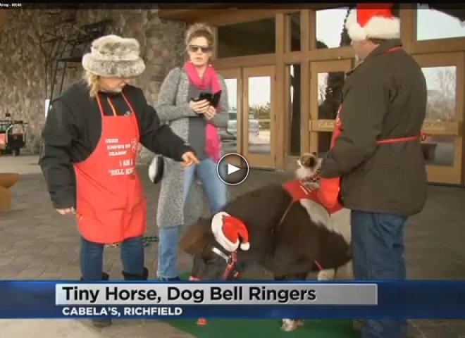 Featured Video: The Return of Tinker, the Bell-Ringing Mini Horse