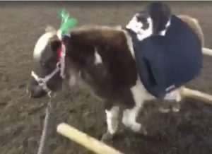 Featured Video: A Cat Riding a Mini Horse Dressed up as a Reindeer