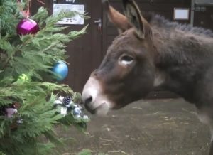 Featured Video: Ponies and Donkeys Decorate the Christmas Tree