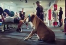 Featured Video: Getting in Shape with Vinnie the Mini dog at gym