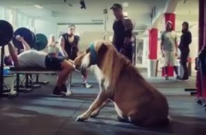 Featured Video: Getting in Shape with Vinnie the Mini
