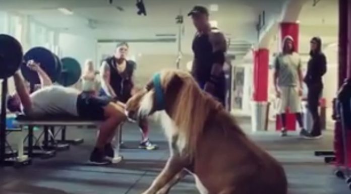 dog at gym