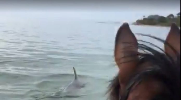 horse standing in river on the corner