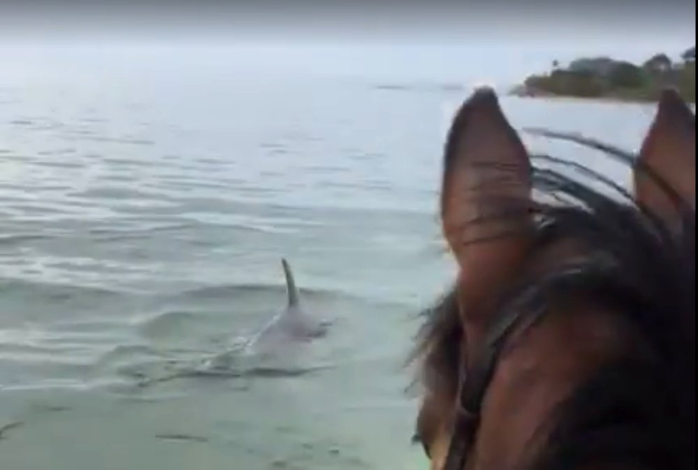 Featured Video: Horses and Dolphins