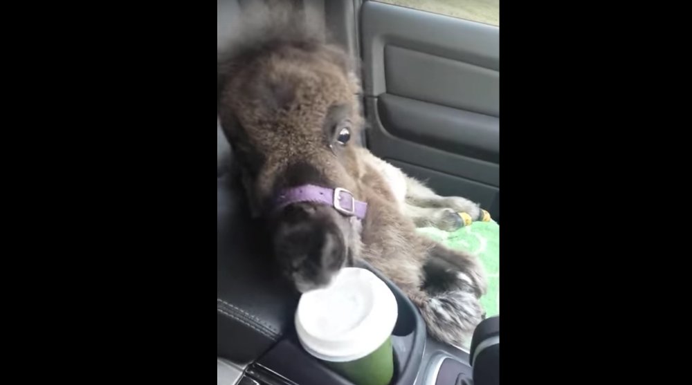 Featured Video: Mini Horse Rides Shotgun