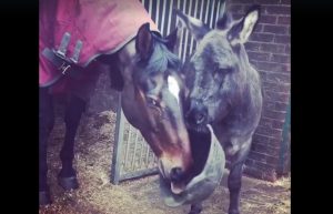 Featured Video: Breakfast is Served…by a Donkey