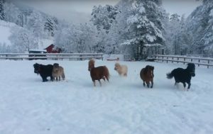 Featured Video: Mini Horses Playing in the Snow