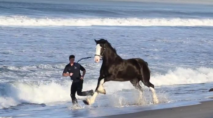 Express Clydesdales at the beach