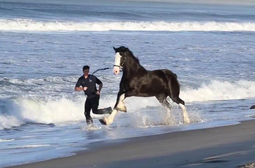 Featured Video: Express Clydesdales at the Beach