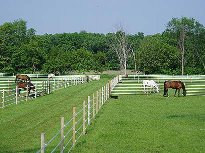 albion pasture