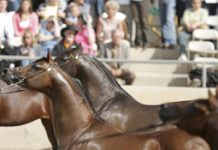 U.S. National Arabian & Half-Arabian Championship Horse Show Begins October 18. arabian horse show