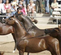 arabian horse show