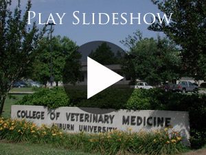 Auburn University College of Veterinary Medicine Expands its Curriculum for Scholars, Seniors