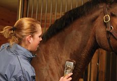 Great Clips vet grooming brown horse