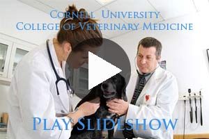 The College of Veterinary Medicine at Cornell Institutes Problem-Based Learning Approach