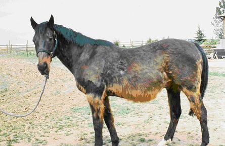 Equine Cushing's disease