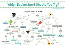 equine sport flow chart