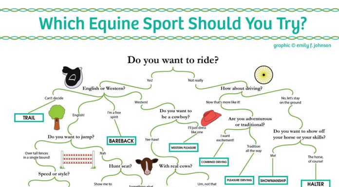 equine sport flow chart