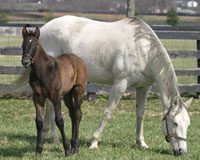 Foaling Supplies Checklist Foaling Checklist