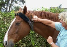 Barn Basics: Conquering Cribbing HCcribcollar
