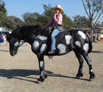 Friesian Cow Halloween Costume