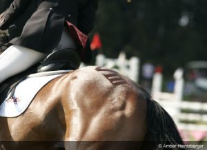 Horse quarter mark gallery 02