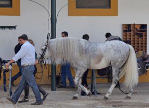 Andalusian and Lusitano Horses of Spain and Portugal
