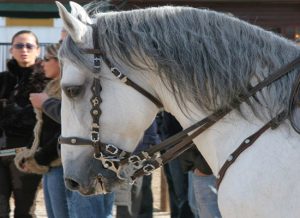 Andalusian and Lusitano Horses of Spain and Portugal