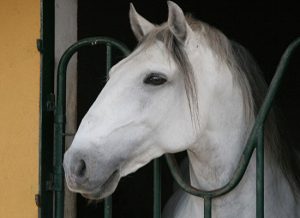 Andalusian and Lusitano Horses of Spain and Portugal
