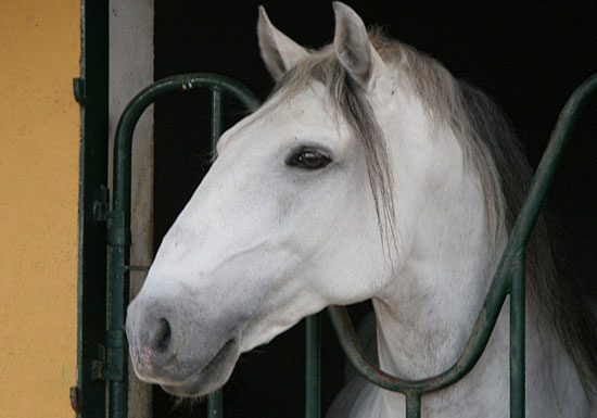 white horse