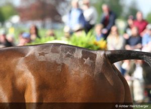 Horse quarter mark gallery 03