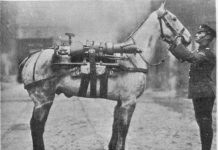 infantry gun horse offside