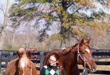 brown horse with rider