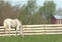 Kentucky Equine Humane Center Opens Doors KyEC