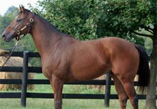 KyEHC Constant Velocity