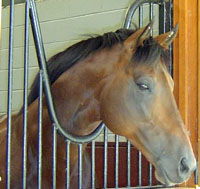 KyEHC thoroughbred