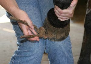 How to Pull a Loose Shoe