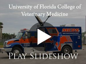 University of Florida College of Veterinary Medicine Keeps Small, Large Animal Programs Innovative